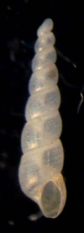 Ebala nitidissima